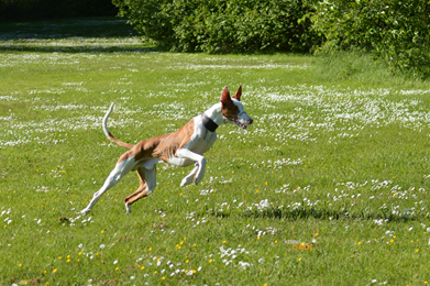 Lure-Coursing-Gizmo-6.jpg