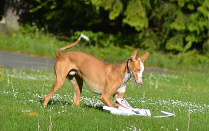 Lure-Coursing-Indy-8.jpg