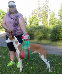 20160618-SKK-Int-Leksand-Domare-Outi-Piisi-Putta-Cert-Cacib-BIR-CHAMPIONAT-Yelloweyes-Occra.jpg 20160618-SKK-Int-Leksand-Domare-Outi-Piisi-Putta-Cert-Cacib-BIR-CHAMPIONAT-Yelloweyes-Occra.jpg
