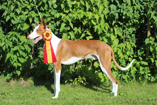 20160710-SKK-Int-Alfta-Domare-Leila-Kaerkes-BIR-CACIB-Yelloweyes-Poison-BIM-CACIB-Silverbell-Ahrams-Aint-It-Fun.jpg 20160710-SKK-Int-Alfta-Domare-Leila-Kaerkes-BIR-CACIB-Yelloweyes-Poison-BIM-CACIB-Silverbell-Ahrams-Aint-It-Fun.jpg
