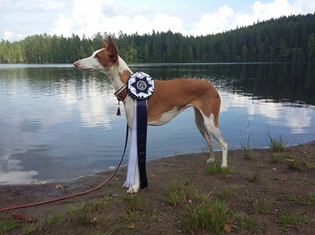 20160805-Kuopio.-Finland-Domare-Peer-Primoz-slovenienBIR-CERT-CACIB-Yelloweyes-Occra-Foto-Mia-Karlstroem.jpg 20160805-Kuopio.-Finland-Domare-Peer-Primoz-slovenienBIR-CERT-CACIB-Yelloweyes-Occra-Foto-Mia-Karlstroem.jpg