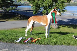 20160814-NKK-Lillehammer-Domare-Martin-Croeser-Sydafrika-BIR-CERT-CHAMPIONAT-Yelloweyes-Poison-Foto-Sanna-Eriksson-.jpg 20160814-NKK-Lillehammer-Domare-Martin-Croeser-Sydafrika-BIR-CERT-CHAMPIONAT-Yelloweyes-Poison-Foto-Sanna-Eriksson-.jpg