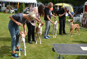 20160820-Norska-Podencoklubben-Gjerdrum-Domare-Knut-Blutcher-Baesta-Uppfoedargrupp-Kennel-Rosenhill.jpg 20160820-Norska-Podencoklubben-Gjerdrum-Domare-Knut-Blutcher-Baesta-Uppfoedargrupp-Kennel-Rosenhill.jpg