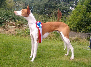 20160820-Norska-Podencoklubben-Gjerdrum-Domare-Knut-Blutcher-CERT-Chirons-Im-A-Rocker-Foto-Kennel-Chiron.jpg 20160820-Norska-Podencoklubben-Gjerdrum-Domare-Knut-Blutcher-CERT-Chirons-Im-A-Rocker-Foto-Kennel-Chiron.jpg