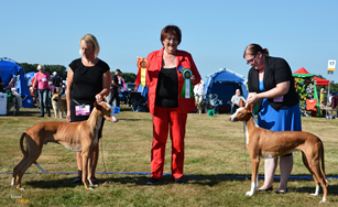 20160910-SKK-Int-Esloev-Domare-Linda-Reinelt-Gebauer-Tyskland-BIR-CACIB-Paradise-Boys-Night-Out-BIM-CACIB-Dahlia-Rjabina-De-Bergerac-Foto-Kennel-Chiron.jpg 20160910-SKK-Int-Esloev-Domare-Linda-Reinelt-Gebauer-Tyskland-BIR-CACIB-Paradise-Boys-Night-Out-BIM-CACIB-Dahlia-Rjabina-De-Bergerac-Foto-Kennel-Chiron.jpg