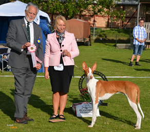 20160911-SvVk-Domare-Trevor-Hiscock-Sydafrika-BIS-junior-Chirons-Im-A-Rocker-Foto-Kennel-Chiron.jpg 20160911-SvVk-Domare-Trevor-Hiscock-Sydafrika-BIS-junior-Chirons-Im-A-Rocker-Foto-Kennel-Chiron.jpg