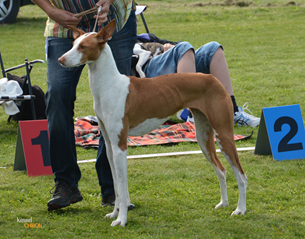 20160911-SvVk-Lund-Domare-Marie-Gadolin-BIM-Junior-BT2-CERT-Chirons-Working-On-A-Dream-Foto-Kennel-Chiron.jpg 20160911-SvVk-Lund-Domare-Marie-Gadolin-BIM-Junior-BT2-CERT-Chirons-Working-On-A-Dream-Foto-Kennel-Chiron.jpg