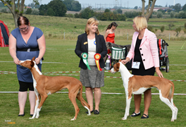 20160911-SvVk-Lund-Domare-Marie-Gadolin-BIR-Junior-BIR-CERT-Chirons-Im-A-Rocker-BIM-Dhalia-Rjabina-De-Bergerac-Foto-Kennel-Chiron.jpg 20160911-SvVk-Lund-Domare-Marie-Gadolin-BIR-Junior-BIR-CERT-Chirons-Im-A-Rocker-BIM-Dhalia-Rjabina-De-Bergerac-Foto-Kennel-Chiron.jpg
