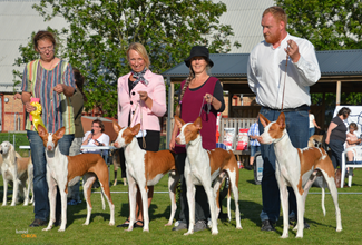 20160911-SvVk-Lund-Domare-Trevor-Hiscock-Sydafrika-BIS-3-Uppfoedargrupp-Breeder-group-Kennel-Chiron-with-Chirons-Working-On-A-Dream-Im-A-Rocker-Part-Man-Part-Monkey-Human-Touch-Foto-Kennel-Chiron.jpg 20160911-SvVk-Lund-Domare-Trevor-Hiscock-Sydafrika-BIS-3-Uppfoedargrupp-Breeder-group-Kennel-Chiron-with-Chirons-Working-On-A-Dream-Im-A-Rocker-Part-Man-Part-Monkey-Human-Touch-Foto-Kennel-Chiron.jpg