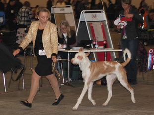 20161030-Polen-Poznan-Int-Domare-Izabella-Krasowska-Salamon-BIR-CERT-CACIB-Polsk-vinnare-2016-Heron-And-Hounds-Waitin-To-Smile-Fotograf-Carola-Haakansson.JPG 20161030-Polen-Poznan-Int-Domare-Izabella-Krasowska-Salamon-BIR-CERT-CACIB-Polsk-vinnare-2016-Heron-And-Hounds-Waitin-To-Smile-Fotograf-Carola-Haakansson.JPG