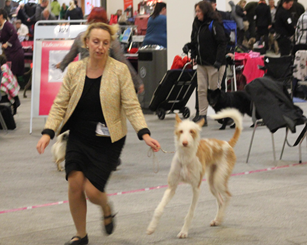 20161110-DKK-Herning-Domare-Monica-Blaha-BIR-CERT-CACIB-Dansk-Vinnare-16-Danskt-Championat-Heron-And-Hounds-Waitin-To-Smile-Fotograf-Roger-Nilsson.JPG 20161110-DKK-Herning-Domare-Monica-Blaha-BIR-CERT-CACIB-Dansk-Vinnare-16-Danskt-Championat-Heron-And-Hounds-Waitin-To-Smile-Fotograf-Roger-Nilsson.JPG