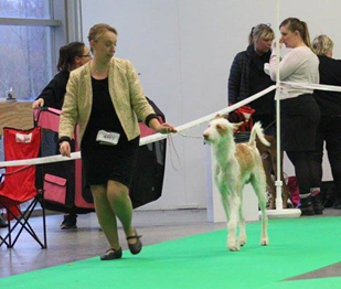20161204-SKK-Int-Stockholm-Domare-Eddie-Patterson-Irland-BIR-CACIB-SV-16-Heron-And-Hounds-Waitin-To-Smile-Fotograf-Roger-Nilsson.jpg 20161204-SKK-Int-Stockholm-Domare-Eddie-Patterson-Irland-BIR-CACIB-SV-16-Heron-And-Hounds-Waitin-To-Smile-Fotograf-Roger-Nilsson.jpg