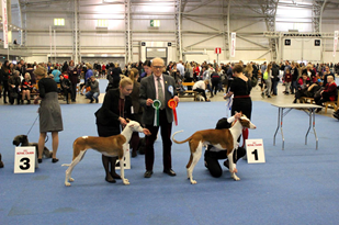20161211-FKK-Helsingfors-Voittaja-Winner-Domare-Harry-Tast-Finland-BIR-CACIB-Voittaja-Vinnare-16-Yellow-Eyes-Poison-BIM-CACIB-Voittaja-Vinnare-16-Cazaion-Chaneth-Fotograf-Mikael-Johansson-o-Sanna-Eriksson.jpg 20161211-FKK-Helsingfors-Voittaja-Winner-Domare-Harry-Tast-Finland-BIR-CACIB-Voittaja-Vinnare-16-Yellow-Eyes-Poison-BIM-CACIB-Voittaja-Vinnare-16-Cazaion-Chaneth-Fotograf-Mikael-Johansson-o-Sanna-Eriksson.jpg
