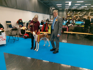 20180104-SKK-Nordic-MyDog-Goeteborg-Domare-Nils-Molin-BIR-CERT-NORD-CERT-SE-CHAMPIONAT-Chirons-Human-Touch-Fotograf-Kennel-Chiron.jpg