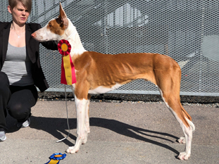 20180428-SKK-Nat-Vaesteraas-Domare-Zeppi-Alessandro-BIR-Cert-Nevaehs-Blazin-King-Foto-Richard-Ulin.jpg