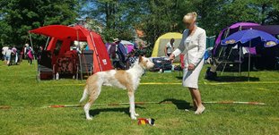 20180520-SKK-Nordic-Haessleholm-Domare-Maija-Maekinen-Finland-BIR-NORDIC-Cert-Heron-And-Hounds-Waitin-To-Smile-Fotograg-Roger-Nilsson.jpg