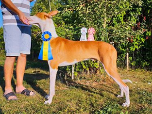 20180722-SKK-Nordic-Vaesteraas-Domare-Phil-Thomson-BH2-Cert-Nevaehs-Blazin-King-Fotograf-Sanna-Eriksson.jpg