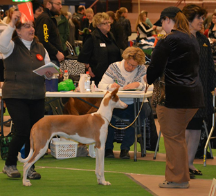 20180722-SKK-Nordic-Vaesteraas-Domare-Phil-Thomson-BIM-Nordic-Cert-Yelloweyes-Occra-Fotograf-Kennel-Chiron-arkivbild.jpg