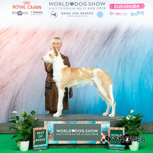 20180812-WDS-Amsterdam-BOB-CACIB-Heron-And-Hounds-Waitin-To-Smile-Fotograf-KYNOWEB.jpg