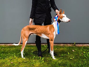20180818-Norska-Podenco-Klubben-Domare-Luis-Gorjao-Henriques-Portugal-BH2-Cert-Fotograf-Richard-Ulin.jpg