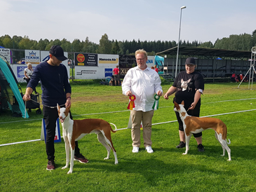 20180908-SKK-INT-Gimo-Domare-Mats-Jonsson-BIR-Cacib-Yelloweyes-Poison-BIM-Cacib-Yelloweyes-Occra-Fotograf-Sanna-Eriksson.jpg.png