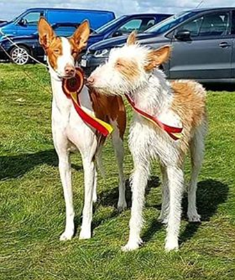 20180923-SKK-Nat-Esloev-Domare-Marko-Lepasaar-Heron-ANd-Hounds-Waitin-To-Smile-Fotograf-Ann-Sofie-Jangmark.jpg