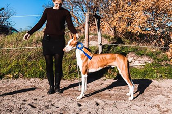 20181014-SvVk-Enkoeping-Domare-Tanja-Ahlman-Stockmari-FInland-BH2-Cert-Nevaehs-Blazin-King-Fotograf-Richard-Ulin.jpg