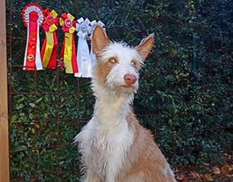 20181103-DKK-Int-Herning-Domare-Philip-Behan-Irland-BIR-CACIB-Heron-And-Hounds-Waitin-To-Smile-Fotograf-Ann-Sofie-Jangmark.jpg