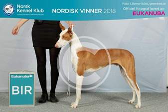 20181116-NKK-Nordic-Lillestroem-Domare-Rudi-Brandt-BIR-Nordic-cert-cert-NO-JV18-Nevaehs-Blazin-King-Fotograf-Lillemor-Boeoes.jpg