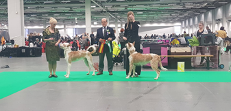 20181209-SKK-Nordic-Aelvsjoe-Domare-Jose-Homem-de-Mello-BIR-Nordic-cert-SE-V18-Heron-And-Hounds-Waitin-To-Smile-BIM-cert-Nordic-cert-Charo-De-La-Sierra-La-Avila-Fotograf-Roger-Nilsson.jpg