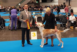 20190105-SKK-Nordic-Goeteborg-Domare-Gabriel-Valdez-BIR-Nordic-Cert-Heron-And-Hounds-Waitin-To-Smile-Fotograf-Roger-Nilsson.jpg