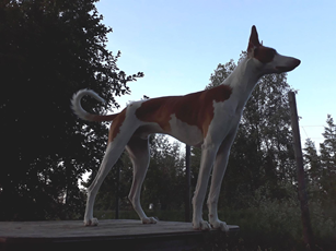 20190818-Norska-Podenco-Klubben-Domare-Grant-Carter-R-CERT-4BH-Abbotsoak-True-Phantom-Fotograf-Mia-Karlstroem.jpg