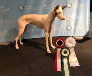 20191117-NKK-Int-Lillestroem-Domare-Andre-Van-Den-Broek-BIM-Cert-Cacib-Crufts-Kvalificering-Darwins-Legacy-Carisma-Fotograf-Eva-Kristin-Wiik.jpg