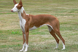 Frontrunners-Galletea_-Bambi-1.jpg