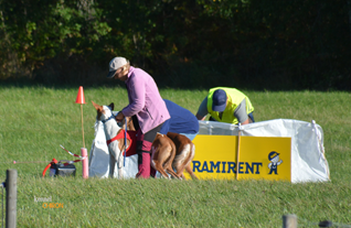 LC-20160903-Mariestad-Int-2-st-Godkaenda-licenslopp-Chirons-Part-Man-Part-Monkey-Handler-Ann-Sofie-Jangmark-Fotograf-Kennel-Chiron.jpg LC-20160903-Mariestad-Int-2-st-Godkaenda-licenslopp-Chirons-Part-Man-Part-Monkey-Handler-Ann-Sofie-Jangmark-Fotograf-Kennel-Chiron.jpg