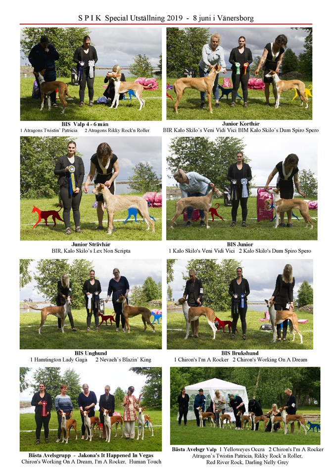 SPIK-Special-utstaellning-2019-Podenco-Ibicenco-2.png