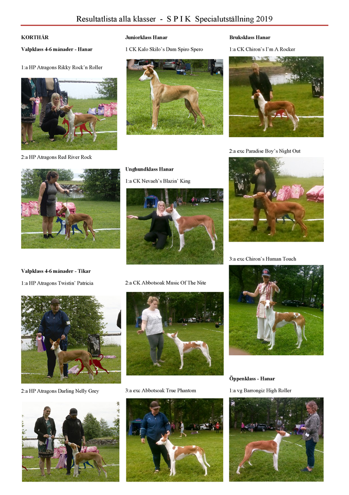 SPIK-Special-utstaellning-2019-Podenco-Ibicenco-7.png