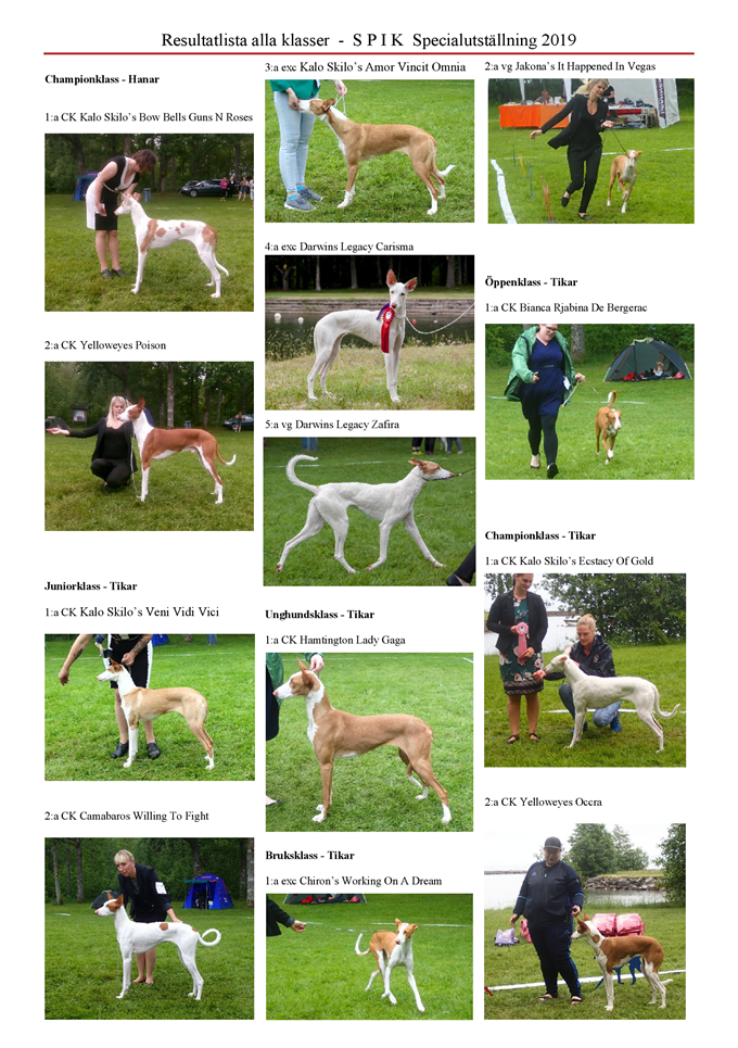 SPIK-Special-utstaellning-2019-Podenco-Ibicenco-8.png