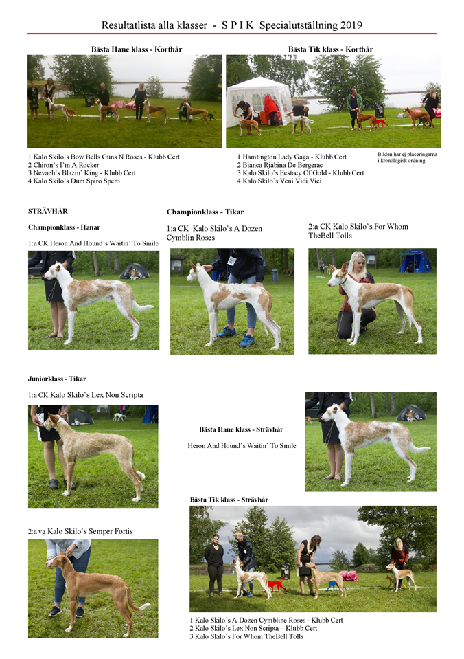 SPIK-Special-utstaellning-2019-Podenco-Ibicenco-9.png