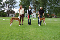 Specialen_BIR-BIM-Korthaar-2009.jpg